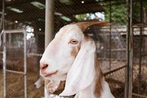 rosto de cabra branca e desfocar o fundo da gaiola. foto