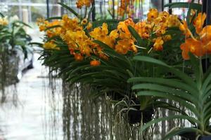 fileira de orquídeas amarelas estão penduradas na fazenda florescendo, tailândia. foto