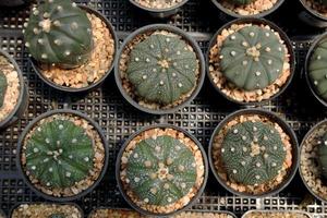 um cacto astrophytum verde escuro está em pote preto na grelha de plástico preto. pequenas rochas marrons claras ao redor do cacto. foto