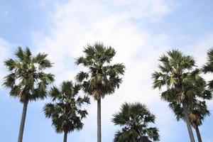 palma de açúcar e céu azul brilhante. foto