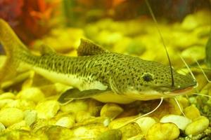 peixes criados por humanos em um tanque de vidro foto