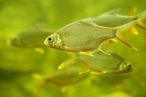 peixes criados por humanos em um tanque de vidro foto