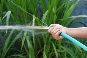 os agricultores pulverizam água de uma mangueira para regar as plantações. foto