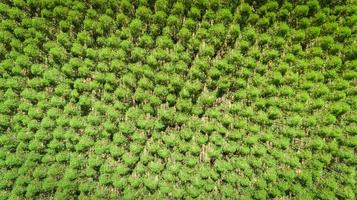 plantação de eucalipto no brasil - agricultura de papel celulósico - visão de drone birdeye. vista do topo. foto