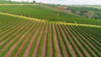 vista aérea de uma grande fazenda brasileira com plantação de café. plantação de café no brasil.