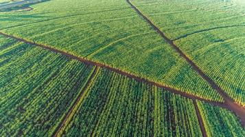 campo de cana-de-açúcar ao nascer do sol. vista aérea ou vista superior da cana-de-açúcar ou agricultura no brasil. foto