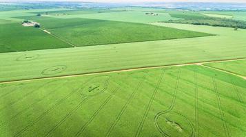 campo de milho. vista aérea, culturas de milho cultivadas. foto