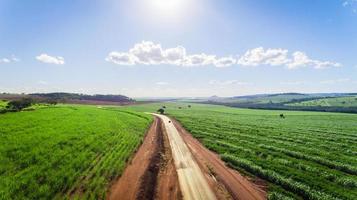 vista aérea do campo de plantação de cana-de-açúcar com luz do sol. agroindustriais.