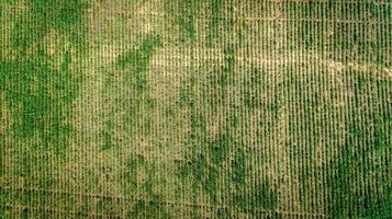 vista aérea de uma fazenda com plantação de soja ou feijão. foto