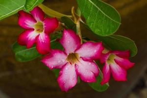 jarros de flores de azaléia moídos foto