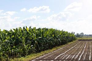 plantação de banana no cultivo do solo. foto