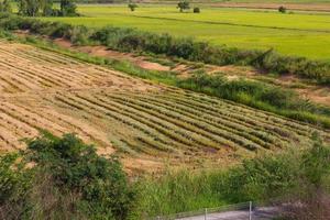 campos de arroz verde e colheita foto