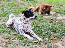 cachorro de bolinhas mentindo. foto