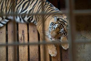 tigre na gaiola foto