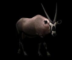 gemsbok ou órix foto