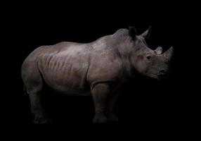 rinoceronte branco em fundo escuro foto