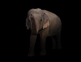elefante asiático feminino no escuro foto