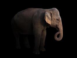 elefante asiático feminino no escuro foto