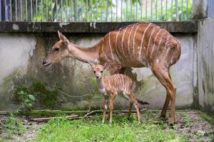 jovem nyala e mãe foto