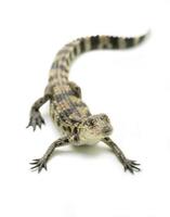 jovem crocodilo em fundo branco foto