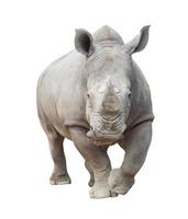 rinoceronte branco isolado foto
