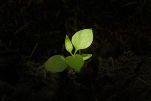 vista superior da planta verde de mudas crescendo no solo com ponto de luz solar. foto