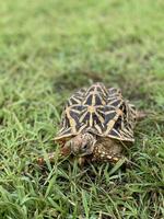 estrela indiana são répteis muito raros, esses animais também são classificados como animais antigos porque podem ter centenas de anos. a tartaruga, que só pode viver em terra, não pode viver na água. foto