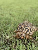 estrela indiana são répteis muito raros, esses animais também são classificados como animais antigos porque podem ter centenas de anos. a tartaruga, que só pode viver em terra, não pode viver na água. foto