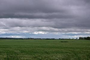 culturas de trigo sob cobertura de nuvens, saskatchewan, canadá. foto