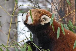 o panda vermelho, ailurus fulgens, também conhecido como o panda menor, é um pequeno mamífero nativo do Himalaia oriental e do sudoeste da China. foto