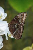 morpho peleides, o peleides blue morpho, morpho comum ou o imperador é uma borboleta tropical iridescente encontrada no méxico, américa central, norte da américa do sul, paraguai e trinidad. foto