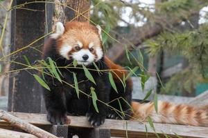 o panda vermelho, ailurus fulgens, também conhecido como o panda menor, é um pequeno mamífero nativo do Himalaia oriental e do sudoeste da China.