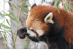 o panda vermelho, ailurus fulgens, também conhecido como o panda menor, é um pequeno mamífero nativo do Himalaia oriental e do sudoeste da China. foto