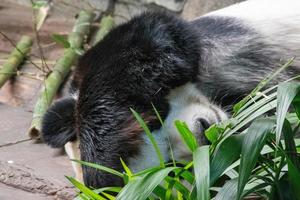 panda gigante dormindo foto