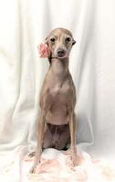 retrato de cão galgo italiano de raça pura com rosas foto