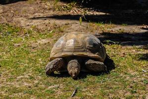 tartaruga velha passeando por uma reserva de vida selvagem foto