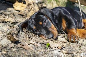 jovem dachshund descansando e relaxando. foto