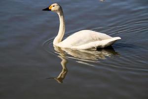 um close-up de um cisne bewick foto