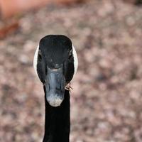 um close-up de um ganso do Canadá foto