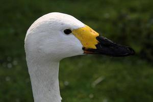 um close-up de um cisne bewick foto