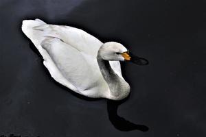 um close-up de um cisne bewick foto