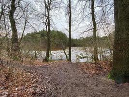 uma vista da floresta de delamere em cheshire no inverno foto