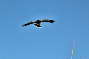 um falcão preto em vôo foto