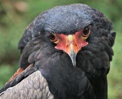 um close-up de uma águia bataleur foto