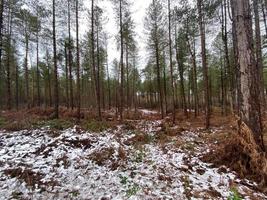 uma vista da floresta de delamere em cheshire no inverno foto