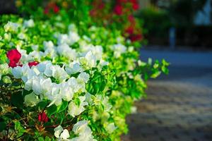 fundo de belo arbusto floral foto