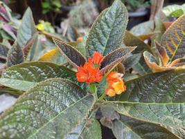 planta com flores alloplectus é um gênero de plantas neotropicais na família de plantas com flores gesneriaceae foto