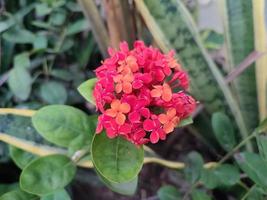 flor vermelha ixora chinensis, comumente conhecida como ixora chinesa foto