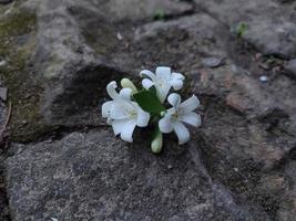 flor da planta murraya paniculata foto