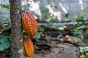 fruto de cacau cru na árvore de cacau foto